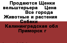 Продаются Щенки вельштерьера  › Цена ­ 27 000 - Все города Животные и растения » Собаки   . Калининградская обл.,Приморск г.